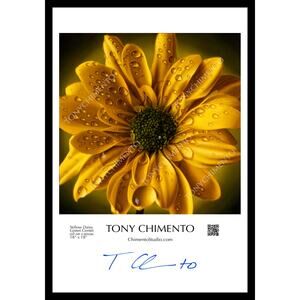 Yellow Daisy, Green Center by Tony Chimento Signed Art Poster 13"x19"